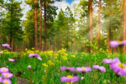 Rigenerarsi nella natura