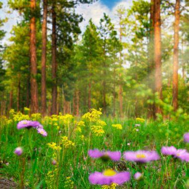 Rigenerarsi nella natura