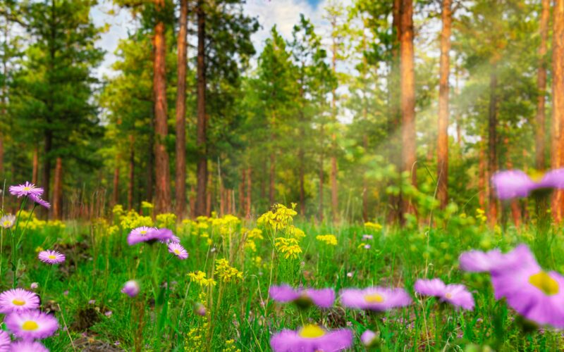 Rigenerarsi nella natura